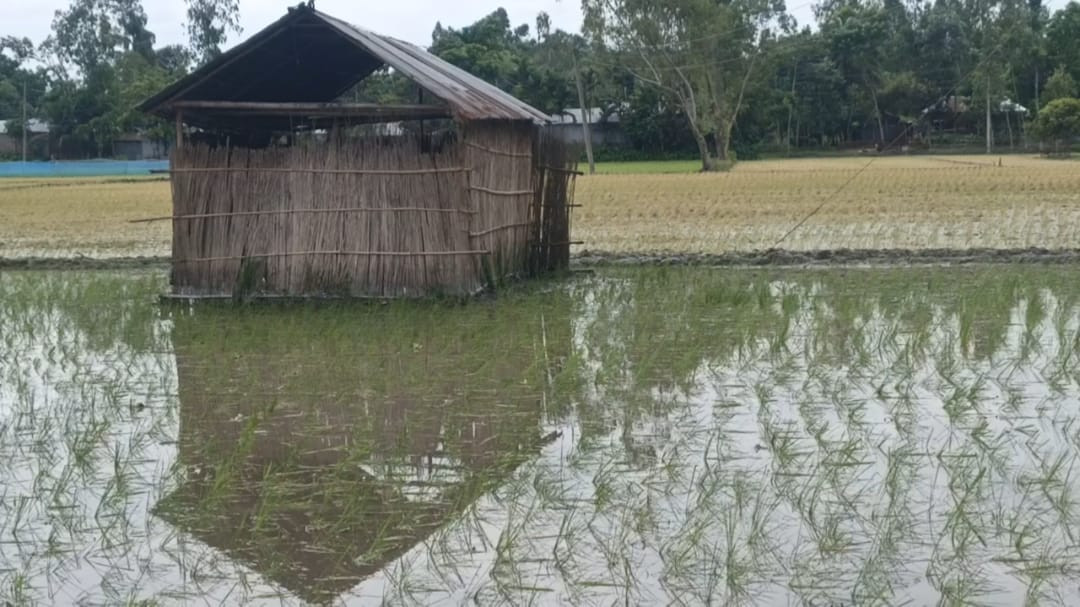 কাউনিয়ায় আদালতের নিষেধাজ্ঞা অমান্য করে জমি দখল ও হুমকির অভিযোগ